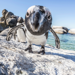 African penguins at Boulders Beach