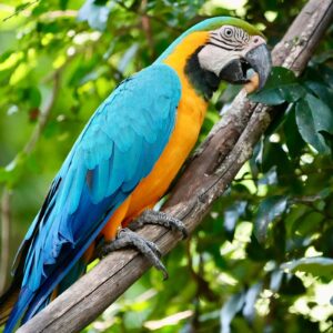 Colorful parrots at Birds of Eden