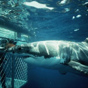 Diver in a cage with a great white shark nearby Mosselbay