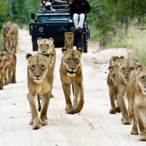 Lions spotted on a South African safari