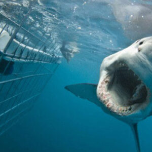 Great white shark in the waters near Cape Town